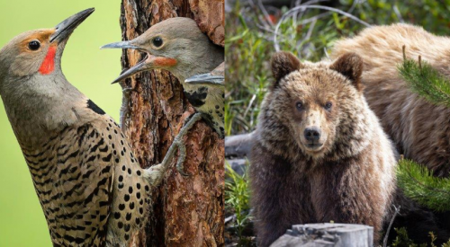 Okanagan photographers win contest with spectacular wildlife shots 