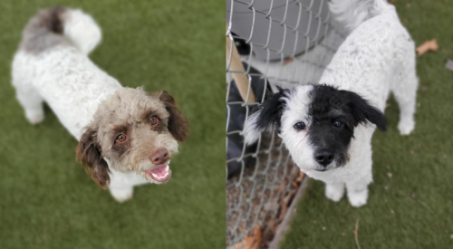 Furever Home Finder: Spencer & Wilson 