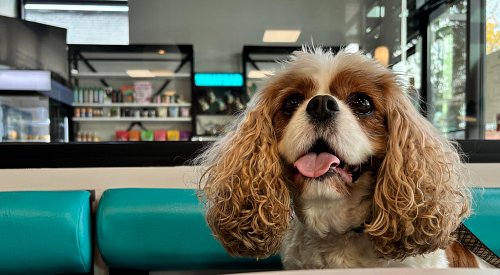 VIDEO: Attention dogs, your table awaits